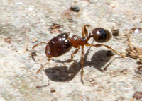 Big-headed ant - Pheidole navigans