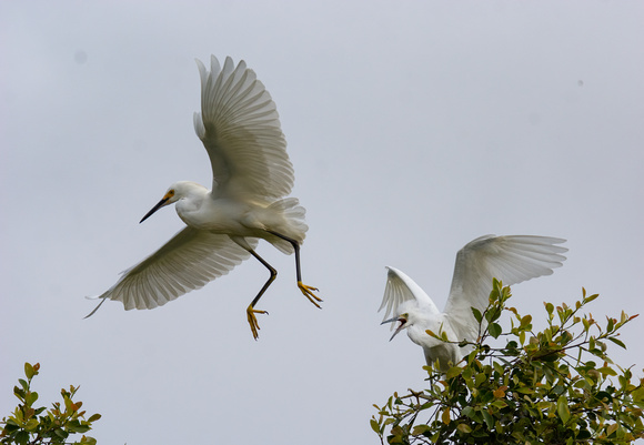 Snowy Egret - Egretta thula