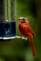 Northern Cardinal - Cardinalis cardinalis (male molting)