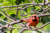 Northern Cardinal - Cardinalis cardinalis (male)