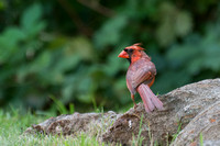 Northern Cardinal - Cardinalis cardinalis (molting)