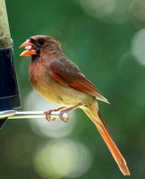 Northern Cardinal - Cardinalis cardinalis (female)
