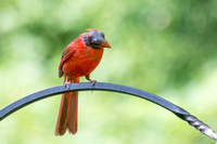 Northern Cardinal - Cardinalis cardinalis (molting)