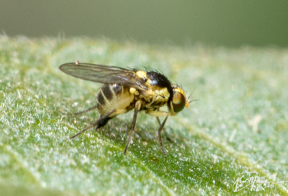 Leaf-miner fly - Liriomyza sp.