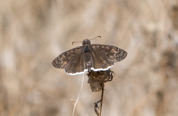 Mournful duskywing - Erynnis tristis