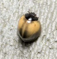 Twice-struck Ladybeetle - Axion plagiatum