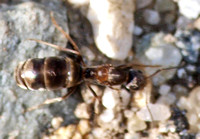 Pyramid ant - Dorymyrmex insanus