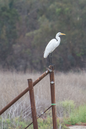 Great Egret - Ardea alba