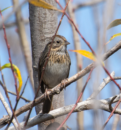 Lincoln's Sparrow - Melospiza lincolnii