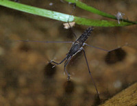 Water strider - Family Gerridae