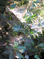 Sheet webs