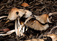 Mica Cap - Coprinellus micaceus