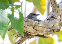 Vermilion Flycatcher - Pyrocephalus rubinus