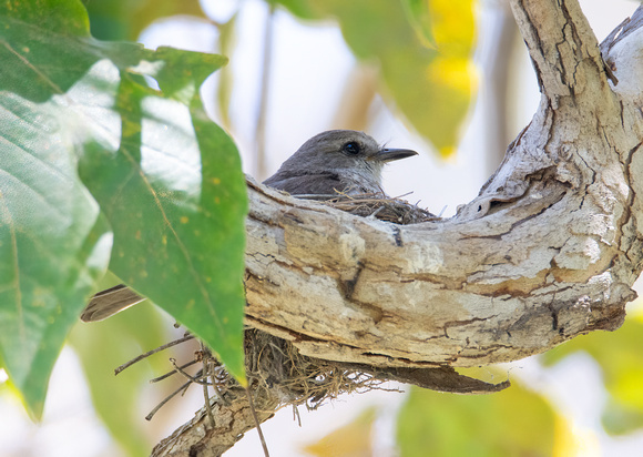 Vermilion Flycatcher - Pyrocephalus rubinus