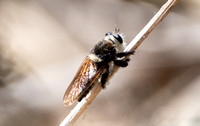 Bumble bee robber fly - Mallaphora fautrix faucticuides