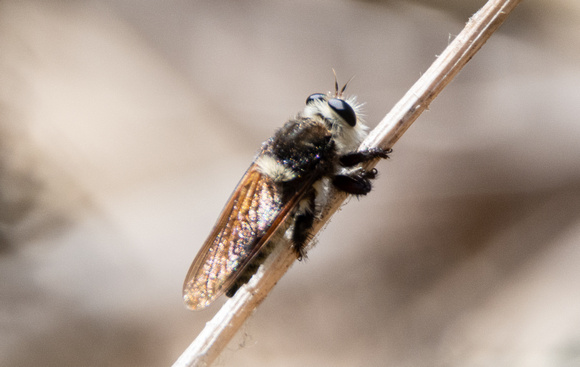 Bumble bee robber fly - Mallaphora fautrix faucticuides
