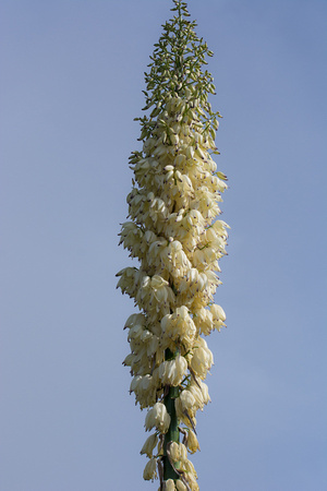 Chaparral Yucca - Hesperoyucca whipplei