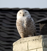 Snowy Owl - Bubo scandiacus (not supposed to be here)