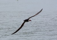 Black skimmer - Rynchops niger