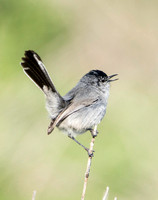 California Gnatcatcher - Polioptila californica