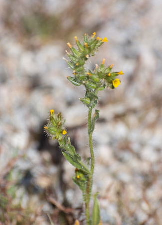 Fiddleneck - Amsinckia sp