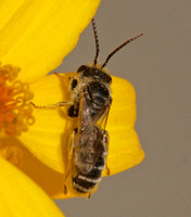 Sweat bee 5 - Halictus sp.