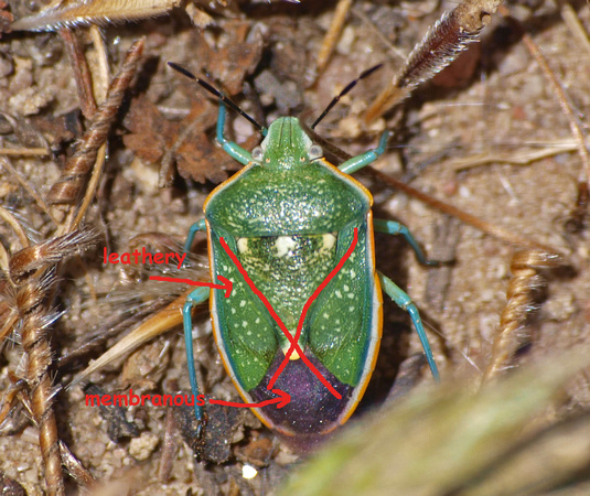 Hemelytron - part leathery and part membanous of Say's stink bug -  Chlorochroa sayi