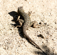 Western Fence Lizard - Sceloporus occidentalis