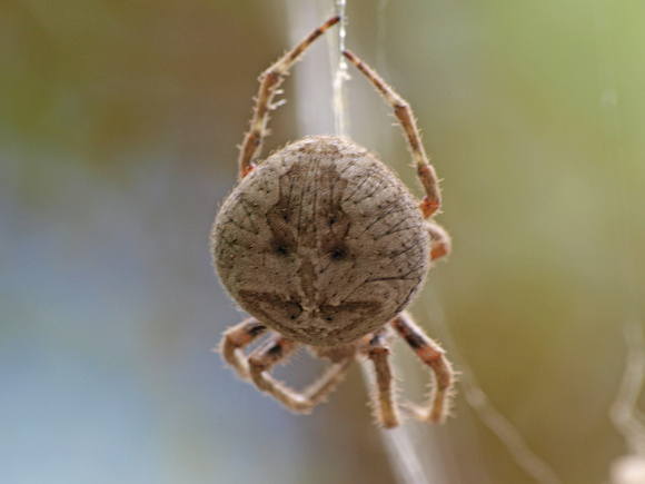 Orb weaver - Araneus andrewsi