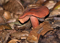 Gill mushrooms