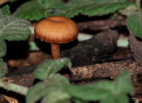 Gill mushrooms