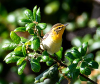 Blackburnian warbler - Setophaga fusca