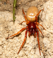 Woodlouse hunter - Dysdera crocata