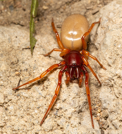 Woodlouse hunter - Dysdera crocata