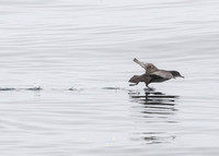 Short-tailed Shearwater - Ardenna tenuirostris