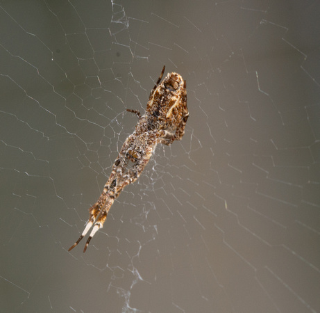 Diverse feather-legged spider - Uloborus diversus