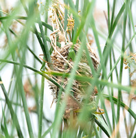 Marsh Wren - Cistothorus palustris