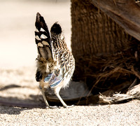 Greater Roadrunner - Geococcyx californianus