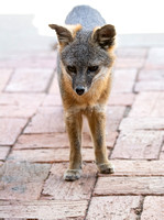 Santa Catalina Island Fox - Urocyon littoralis atalinae