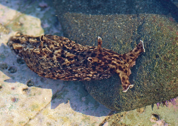 Sea hare - Aplysia californica