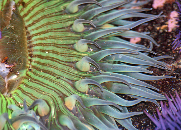 Starburst anemone - Anthopleura sola