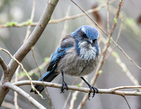 California Scrub Jay - Aphelocoma californica