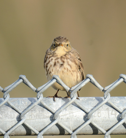 American Pipit - Anthus rubescens