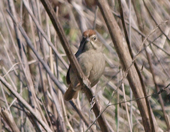 Rufous-crowned Sparrow