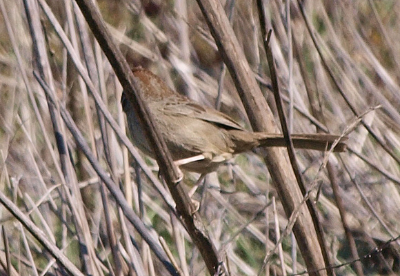Rufous-crowned Sparrow