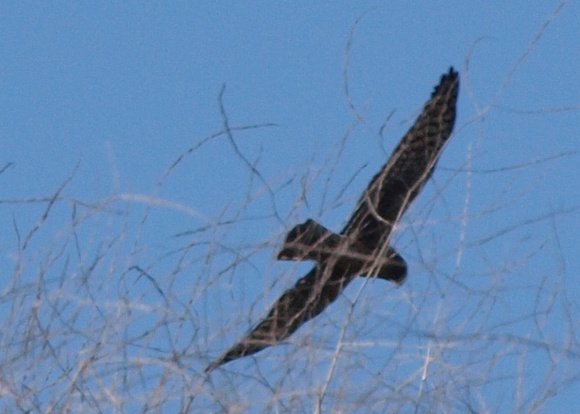 Northern Harrier