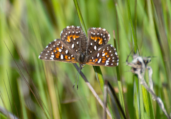 Behr's metalmark - Apodemia virgulti