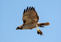 Red-tailed Hawk - Buteo jamaicensis, Botta's pocket gopher - Thomomys bottae