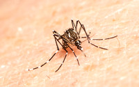 Yellow Fever Mosquito - Aedes aegypti