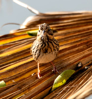 Lincoln's Sparrow - Melospiza lincolnii